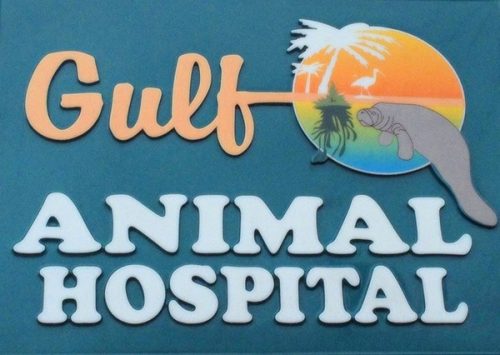 Gulf Animal Hospital: Providing Quality Care for Over 50 Years in South Pasadena