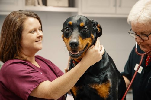 Welcome to Skyway Animal Hospital